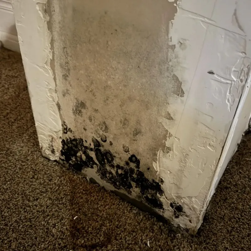Professional Mold Removal in Lindale, TX
